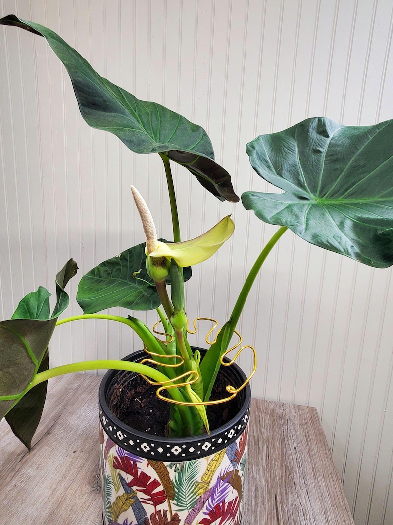 Puede incluir: Una planta de Alocasia en maceta con hojas grandes de color verde oscuro y una flor en desarrollo. La maceta presenta un colorido patr&oacute;n bot&aacute;nico con un borde negro. Un soporte de alambre dorado para plantas est&aacute; enrollado alrededor de los tallos.
