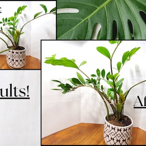 May include: Before and after photos of a ZZ plant. The plant is in a white pot with a black and white geometric pattern. The plant is shown with drooping stems before and upright stems after.