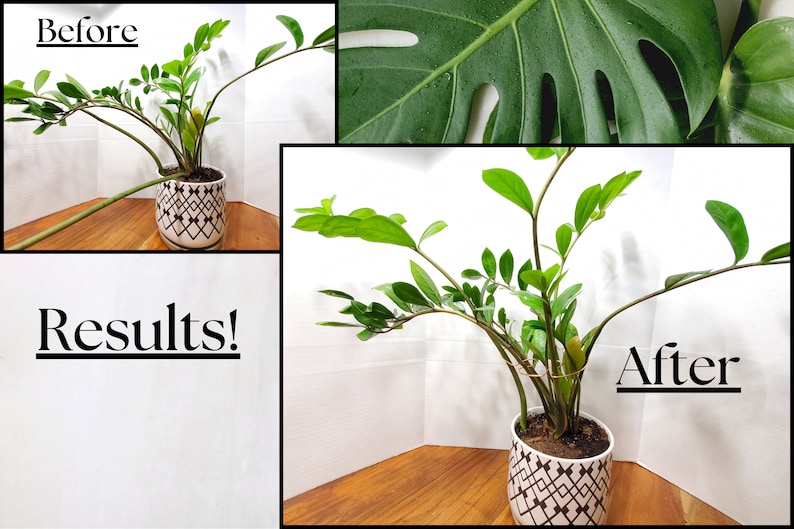 May include: Before and after photos of a ZZ plant. The plant is in a white pot with a black and white geometric pattern. The plant is shown with drooping stems before and upright stems after.
