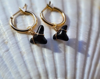 May include: A pair of gold hoop earrings with black shark tooth charms hanging from them. The earrings are displayed on a white seashell.
