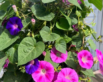 May include: A close-up of a vine with pink and purple morning glory flowers. The flowers are in various stages of bloom, with some fully open and others still in bud. The vine is growing up a trellis or fence, and the leaves are green and lush.