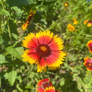 Blanketflower seeds *free shipping*