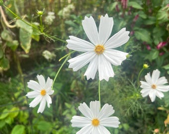 Mixed Cosmos Flower Seeds, Easy to Grow