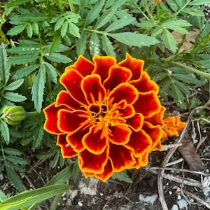 Assorted Marigold Seeds *free shipping*