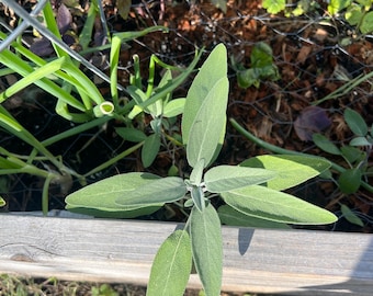 Culinary Sage Seeds: Easy-Grow Herb, Drought Tolerant Perennial