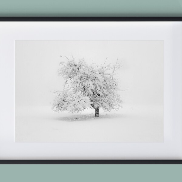 Black and White Photography, Snow covered Tree, Winter Storm, Fine art, classic photo, Nature photograph, printable art, downloadable prints