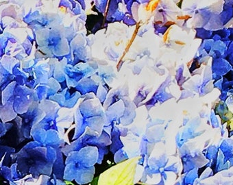 Blue Flower - Original Photography