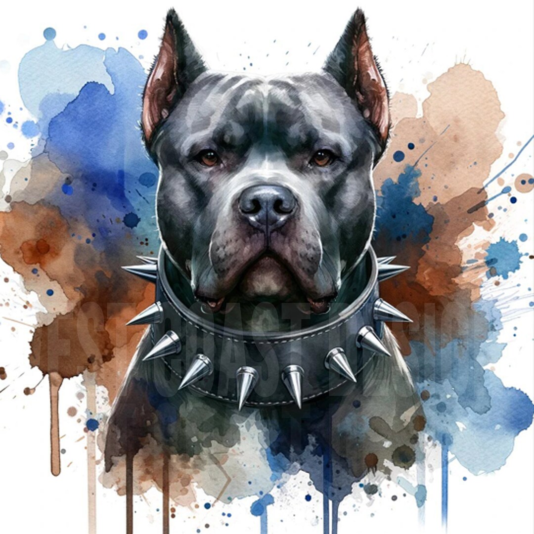 Pitbull With Spiked Collar, Beautiful Brave American Pit