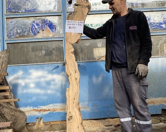 May include: A large piece of wood with a unique shape and grain pattern. The wood is 130x23 - 2.5cm, 20x9 - 1.3in and is dated 2010.
