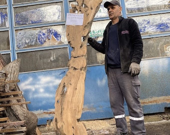 May include: A large, natural wood slab with a unique, organic shape and a rough, textured surface. The slab is approximately 215 x 69 x 5 cm and is shown next to a person for scale.