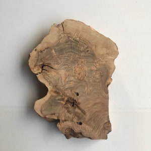 May include: A large, irregularly shaped piece of wood with a natural, light brown color and a unique grain pattern. The wood has a rough, textured surface and several knots.