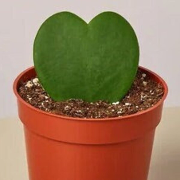 Hoya Heart Succulent fully rooted