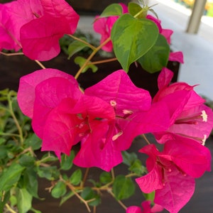 Bougainvillea Easy to Grow - Juanita Hatten 1-2 feet