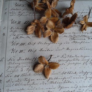 Puede incluir: Primer plano de vainas de semillas secas, de color marrón claro, esparcidas sobre un documento manuscrito antiguo. Las vainas tienen forma de estrella. El papel tiene tinta y escritura descoloridas.