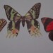 Wallies- Butterflies - 3 different Designs New in Package