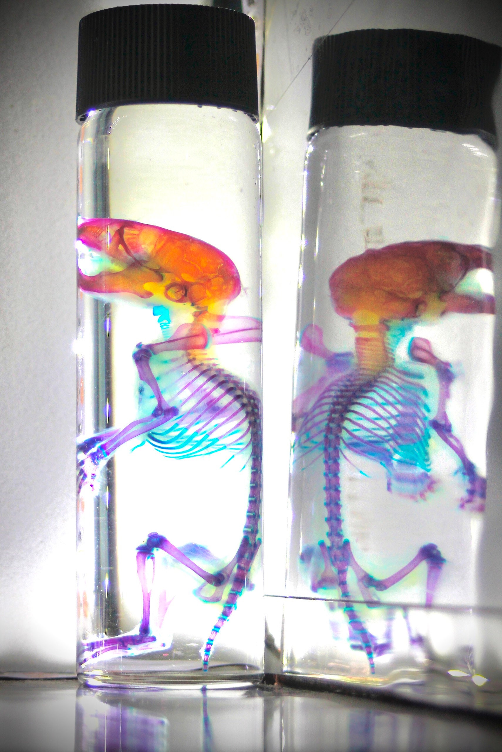 Diaphonized Specimen, Bone Staining, Cartilage Staining, Transparent Specimens, Mouse Etsy