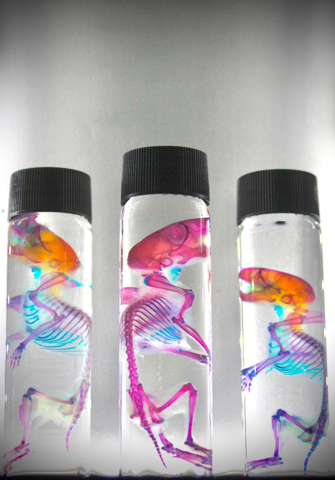 Diaphonized Specimen, Bone Staining, Cartilage Staining, Transparent Specimens, Mouse Etsy