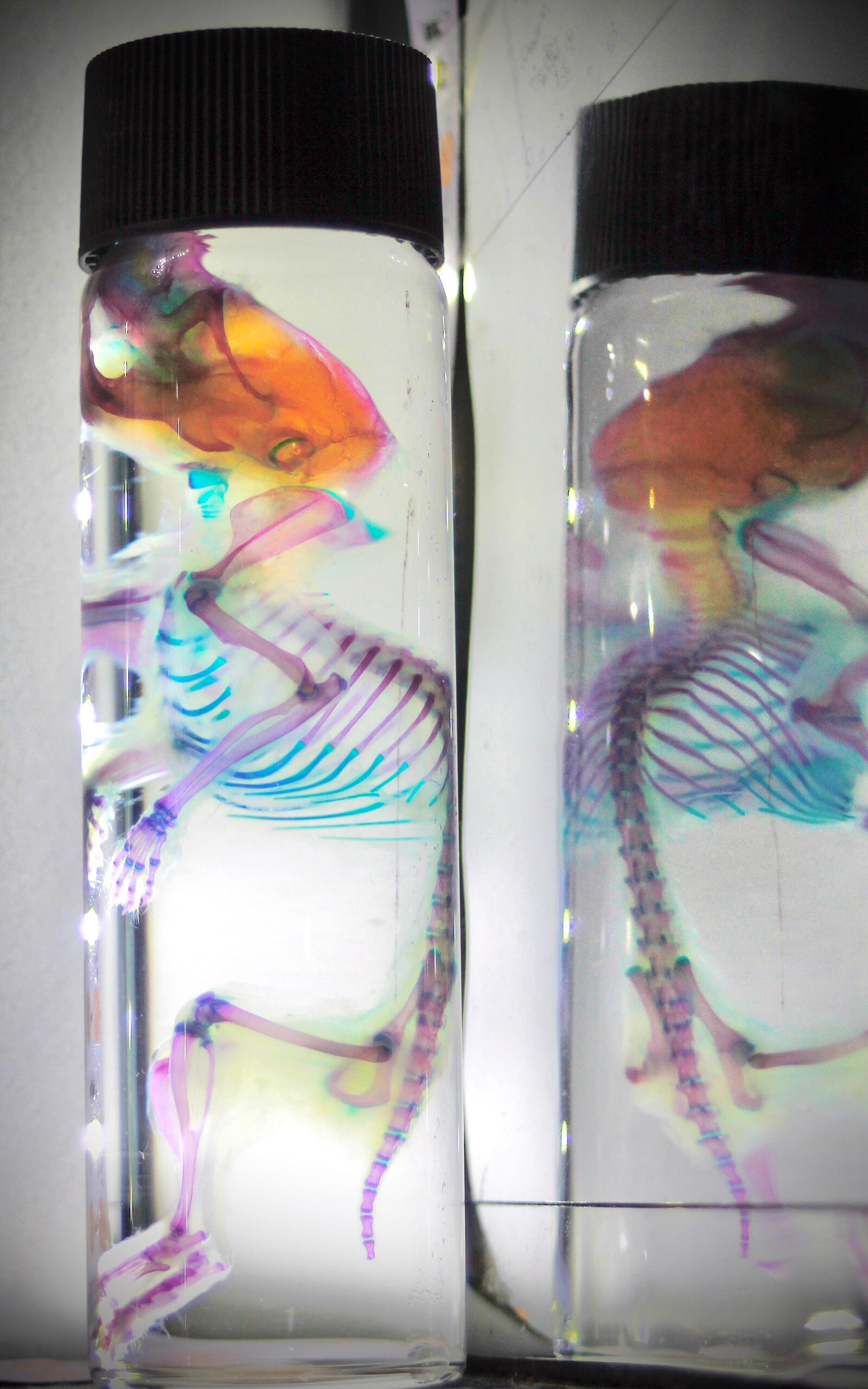 Diaphonized Specimen, Bone Staining, Cartilage Staining, Transparent Specimens, Mouse Etsy