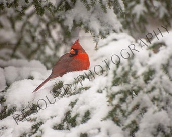 Winter Cardinal Photo