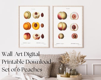 6 Peach Illustrations | Image Bundle Printable Wall Art | Instant Digital Download