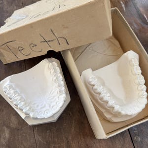May include: Two white plaster dental molds of human teeth sets, one positioned outside and one inside a beige cardboard box. The box lid is partially open and features the handwritten word "Teeth" in black ink on the front side.