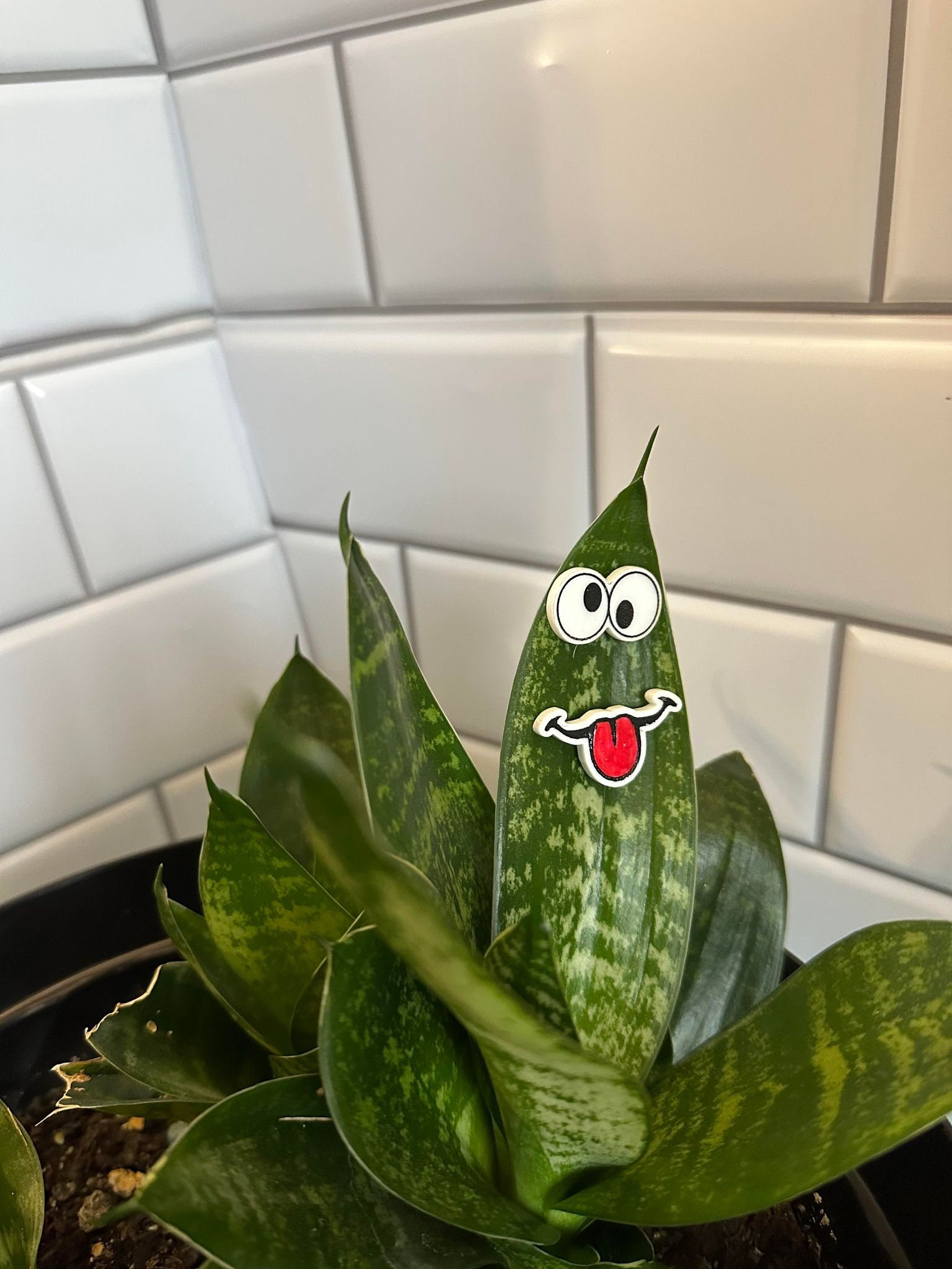 Plant Eye Set 3, Plant Eyes, Plant Bling Etsy