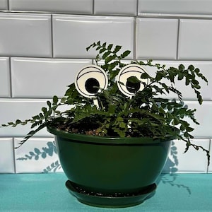 Plant eye Stakes