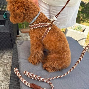Könnte beinhalten: Ein kleiner, lockiger brauner Hund trägt ein braun-weiß geflochtenes Seilgeschirr. Das Geschirr ist mit einer passenden geflochtenen Seilleine verbunden, die einen braunen Griff und ein braun-weißes Fischgrätenmuster auf dem gesamten Seil aufweist.
