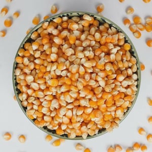 May include: A round, shallow bowl filled to the brim with dried, golden-yellow corn kernels. The bowl features a dark, patterned rim, and several loose corn kernels are scattered around the base of the bowl on a plain, light-coloured surface.