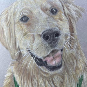 Custom Pet Portrait - Gray paper colored pencil drawing (Hand drawn)