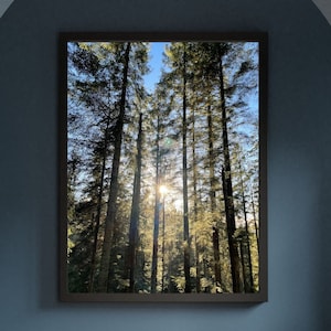 Forest in The Trossachs, Loch Lomond, Scotland, Original picture. Free Shipping. Multiple types of print material available.