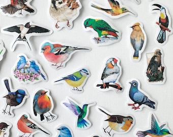 Paquete sorpresa de pegatinas de pájaros de jardín / Pegatinas variadas de aves silvestres