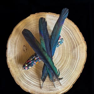 Pode incluir: Natureza morta com três penas pretas e verdes iridescentes e uma espiga colorida de milho indiano dispostas sobre uma fatia de madeira redonda e castanho-clara. O fundo é preto sólido.