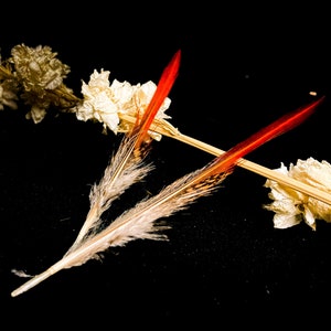 Pode incluir: Duas penas vermelhas e marrons com pontas brancas, cruzadas sobre flores brancas secas em um fundo preto.