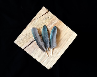 Small black and blue/green magpie feathers 5 to 7 centimeters