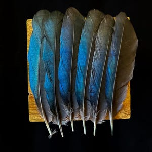 Könnte beinhalten: Sechs blaue und schwarze Federn, die auf einer Holzoberfläche angeordnet sind. Die Federn sind lang und schmal, mit einer leichten Biegung an der Spitze.