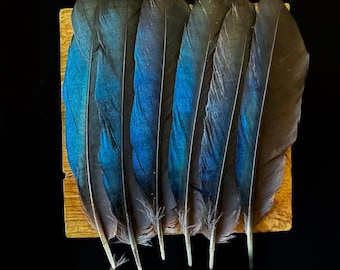 Black magpie feathers with blue-green reflections, 6-10 cm