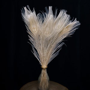 Piume di pavone bianche 40 cm