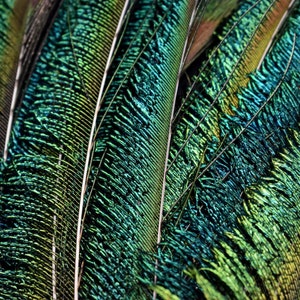 Natural peacock feathers, swords, emerald green, 25 cm image 5