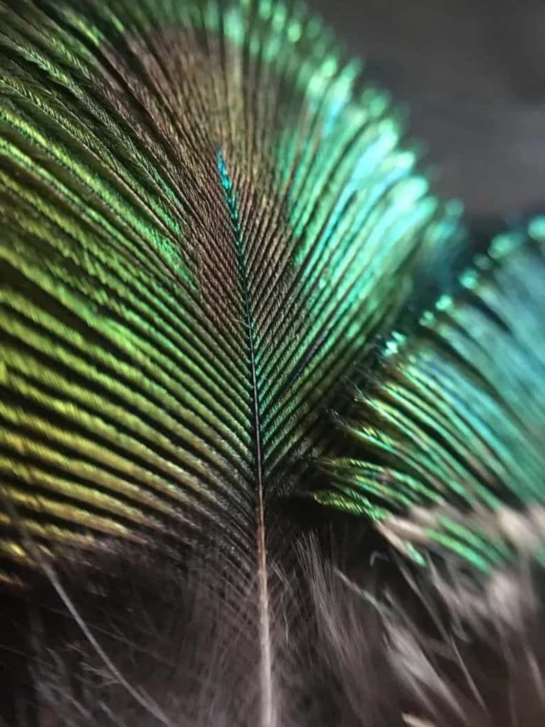 Petites plumes de paon vertes 5 centimètres image 5