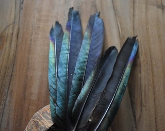 Magpie feather, gray with green and purple highlights, 13 to 17 centimeters