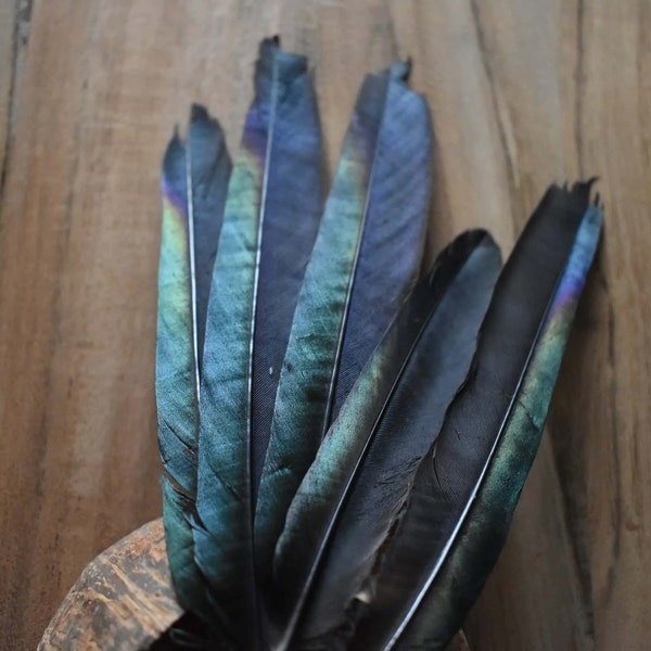 Magpie feather, gray with green and purple reflections 15 to 20 centimeters