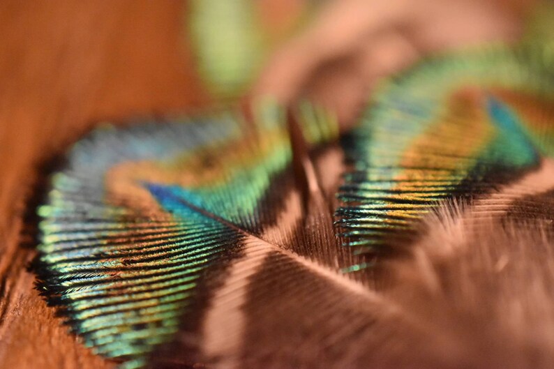 Petites plumes de paon vertes 5 centimètres image 6