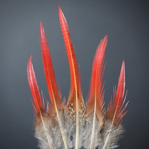 Plumes de faisan Doré rouges 10-12 cm image 10