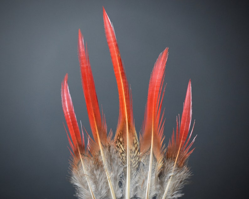 Plumes de faisan Doré rouges 10-12 cm image 10