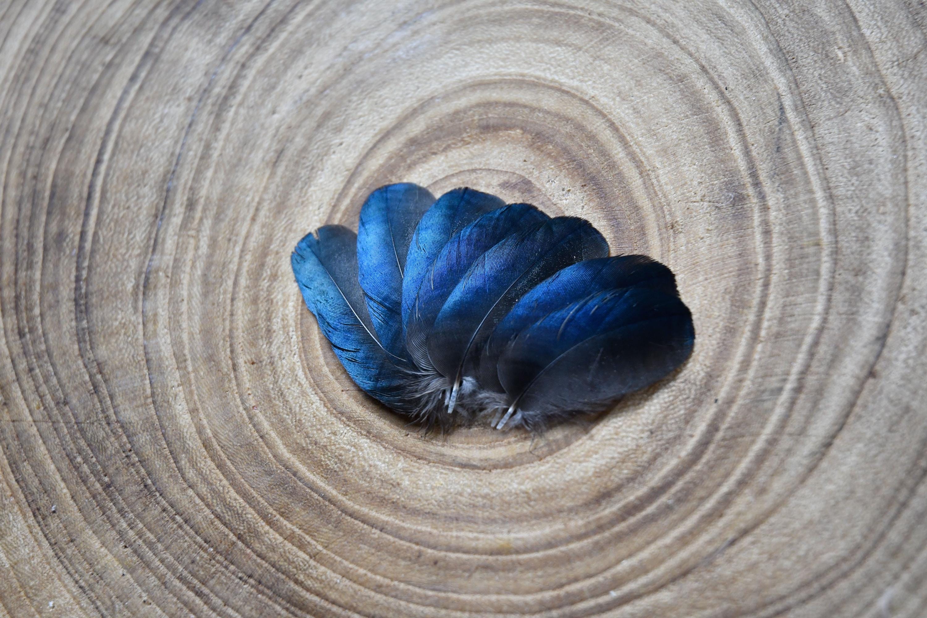 Small black and blue magpie feathers 4 to 6 cm