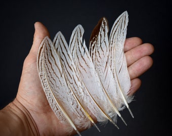 Plumes de faisan argenté 12 - 16 cm