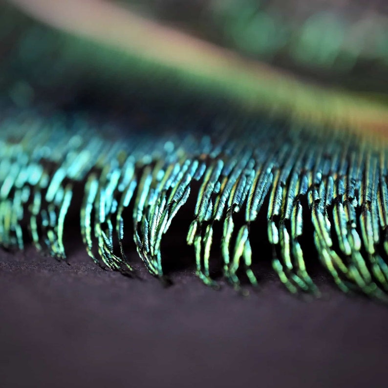 Natural peacock feathers, swords, emerald green, 25 cm image 3