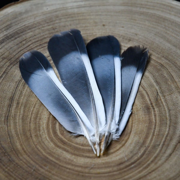 Gray pigeon feathers 10 to 13 centimeters