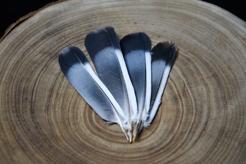 Piume di piccione grigie da 10 a 13 centimetri immagine 1